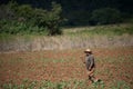 A men walking a tobacco field with hoes