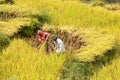 Men and Women cut rice terrace fields in Ha Giang 02