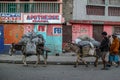 Men and women with their beasts of burden(burros opr donkeys) in the streets of Cap Haitien.