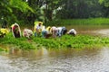 Men and women working in paddy field, paddy cultivation, near Lavasa