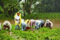 Men and women working in paddy field, paddy cultivation, near Lavasa