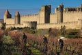 Men working in vinyards. Carcassonne. France