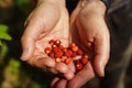 Men& x27;s hands hold freshly picked ripe wild strawberries. Fragaria vesca, commonly called the wild strawberry Royalty Free Stock Photo