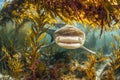 Menacing beauty: underwater world with the shark predator, a captivating glimpse into the fierce, powerful, and