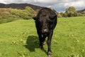 Menacing black cow or bullock coming to camera