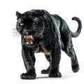 Menacing Black Panther Roaring Isolated on White Background. Generative ai Royalty Free Stock Photo