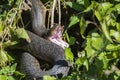 Menacing Brown water snake