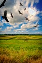 Menacing Circling Turkey Vultures Royalty Free Stock Photo