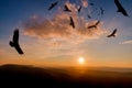 Menacing Circling Turkey Vultures