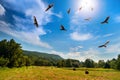 Menacing Circling Turkey Vultures Royalty Free Stock Photo