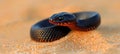 Menacing desert viper, poised to strike in the arid and desolate wilderness environment