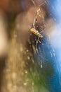 Menacing Joro Spider Builds Huge Web In Georgia Yard