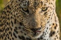 A menacing male leopard stared us down Royalty Free Stock Photo