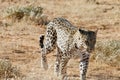 Menacing radio-collared leopard approaches in bright early morning sunlight at Okonjima Nature Reserve, Namibia Royalty Free Stock Photo