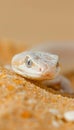 Menacing serpent poised to strike in the unforgiving and desolate desert wilderness