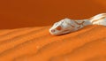 Menacing snake in the desert poised to strike in the harsh and unforgiving wilderness