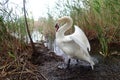 Menacing swan male near the lake Royalty Free Stock Photo
