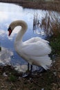 Menacing swan male near the lake Royalty Free Stock Photo