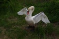 Menacing swan male near the lake Royalty Free Stock Photo