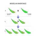 Mendelian inheritance. model of Mendel`s laws.