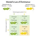 Mendels law of dominance