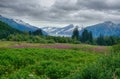 Mendenhall Glacier with Fire Weed