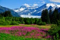 Mendenhall Glacier view with Fireweed