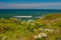 Mendocino Coast Wildflowers