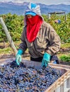Mendoza, Argentina / Mar 2015 - grape harvesting for Bodega Catena Zapata