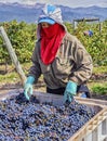 Mendoza, Argentina - Mar 2015 - grape harvesting for Bodega Catena Zapata