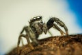 Mendoza canestrinii jumping spider