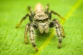 High magnmification of a small jumping spider standing on a green leaf