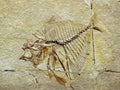 Mene thombeus fossilized fish in stone Royalty Free Stock Photo