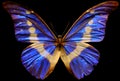 Menelaus Blue Morpho Butterfly Royalty Free Stock Photo