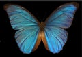 Menelaus Blue Morpho Butterfly Royalty Free Stock Photo