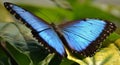 Menelaus Blue Morpho Butterfly Royalty Free Stock Photo