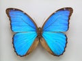 Menelaus Blue Morpho Royalty Free Stock Photo