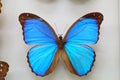 Menelaus Blue Morpho Royalty Free Stock Photo