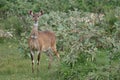 Menelik Bushbuck in Bale Mountains National Park