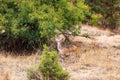 Menelik bushbuck (Tragelaphus scriptus meneliki), Ethiopia, Africa wilderness