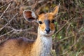 Menelik bushbuck (Tragelaphus scriptus meneliki), Ethiopia, Africa wilderness Royalty Free Stock Photo