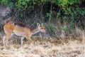 Menelik bushbuck (Tragelaphus scriptus meneliki), Ethiopia, Africa wilderness Royalty Free Stock Photo