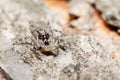 Menemerus bivittatus Jumping spider Royalty Free Stock Photo