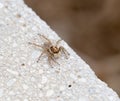 Menemerus Semilimbatus Jumping Spider on Wall in Spain