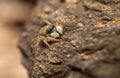 Menemerus semilimbatus is a small spider