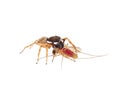 Half-edged wall jumping spider eating a mosquito isolated on white background, Menemerus semilimbatus