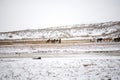 Ranch in winter, a herd of horses on the snow. Royalty Free Stock Photo