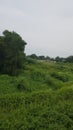 thickened grass on the construction site of the karawang real estate house