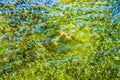 Menhaden Pogy Fish Swarm Padanaram Harbor Dartmouth Massachusetts