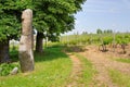 Menhir around Eckelsheim Rheinhessen Germany